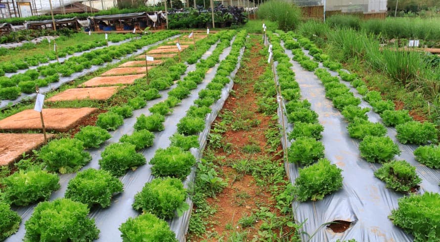 Agricultura Sustentável: A Inovação dos Bioinsumos no Brasil