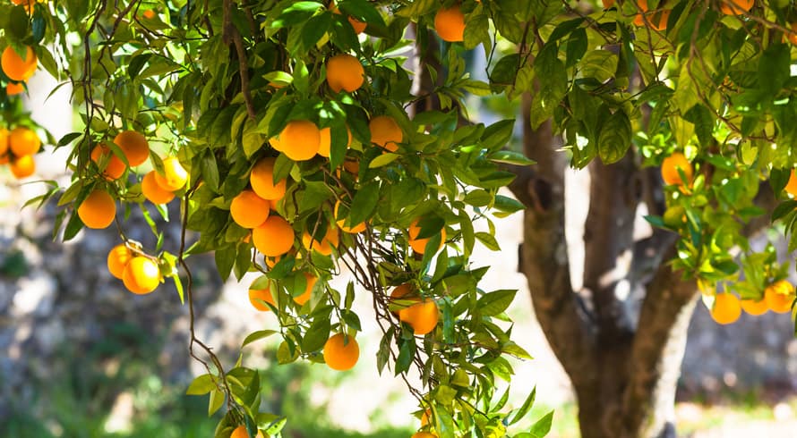 Pomar particular: é super possível ter plantas frutíferas na sua casa, viu? Seja no quintal ou na varanda do apartamento. Confira! 