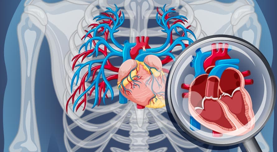 UCAM DISPONIBILIZA CURSO GRATUITO DE ANATOMIA E FISIOLOGIA CARDIORRESPIRATÓRIA