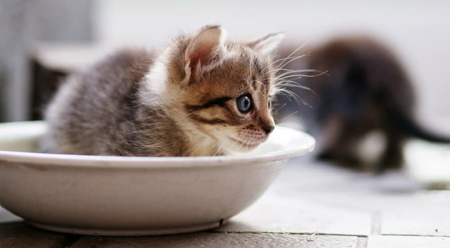 Você considera os gatos marrentos? Estudo japonês confirmou que os bichanos, realmente, escolhem se querem atender ou não a seus donos