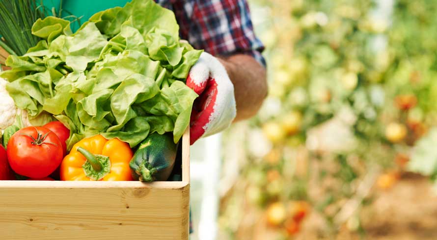 Alimentos orgânicos ou integrais: quais são as diferenças?