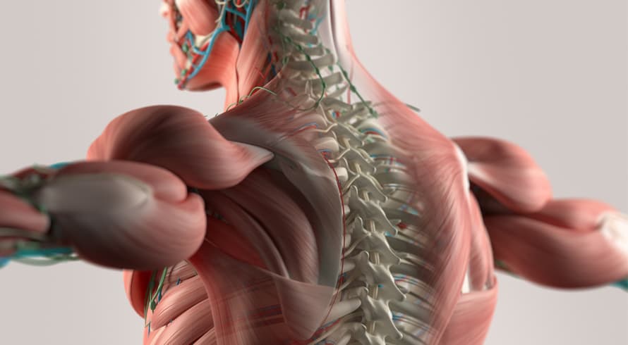 Universidade Cândido Mendes oferece curso gratuito, à distância, em "Anatomia Palpatória". Oito horas de conteúdo com certificado de conclusão!