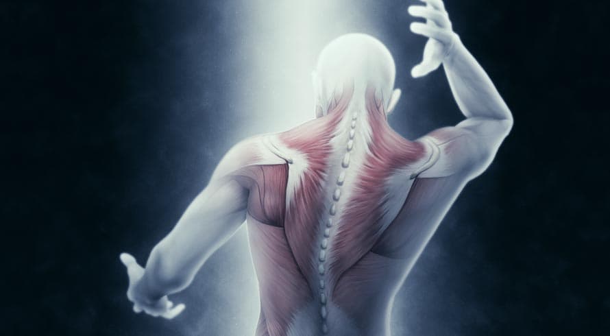 UNIVERSIDADE CANDIDO MENDES OFERECE CURSO GRATUITO DE ANATOMIA PALPATÓRIA COM INÍCIO IMEDIATO
